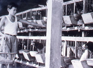 SG50 Special: Singapore's Food Farms - A Story of Then and Now